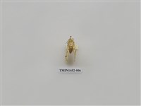 藏品(尺蠖蛾科)的圖片